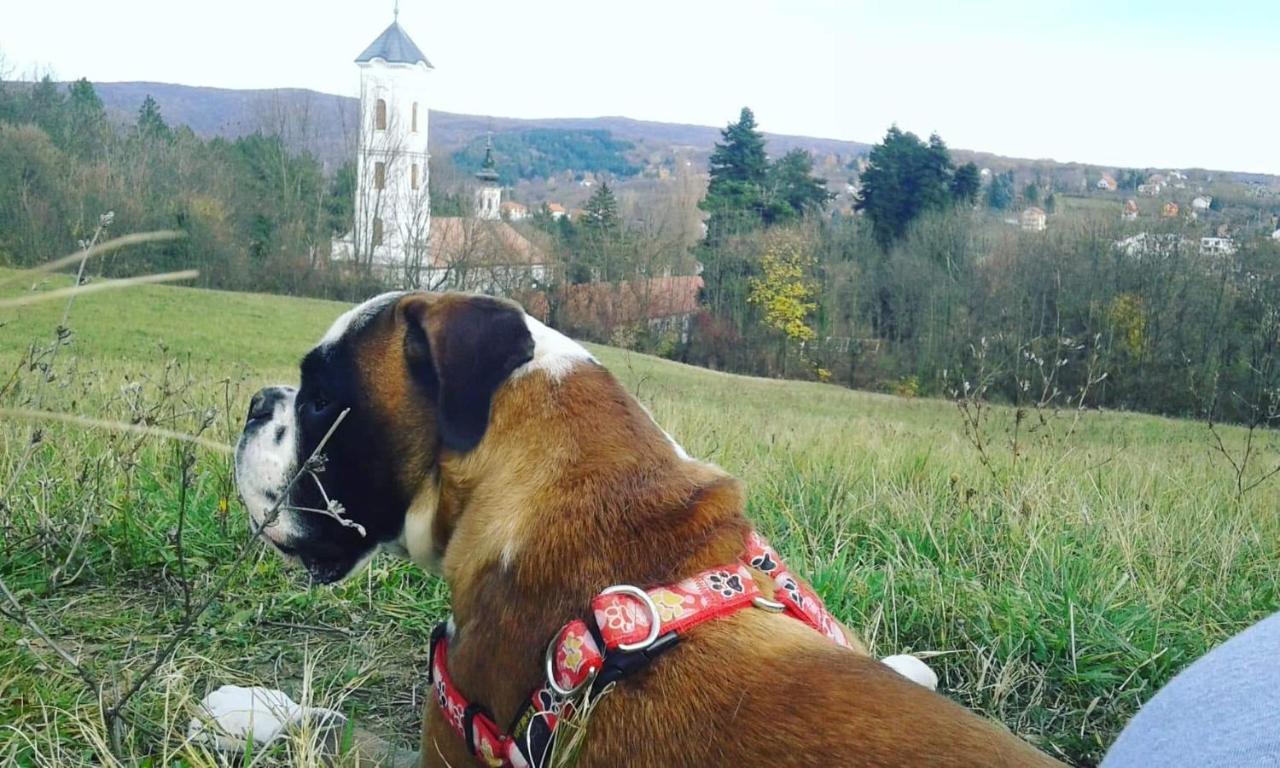 Apartmani La Grande Motte Vrdnik Εξωτερικό φωτογραφία